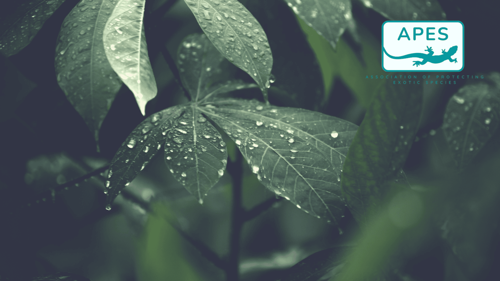 Big Things Are Coming to APES – Here’s What You Need to Know