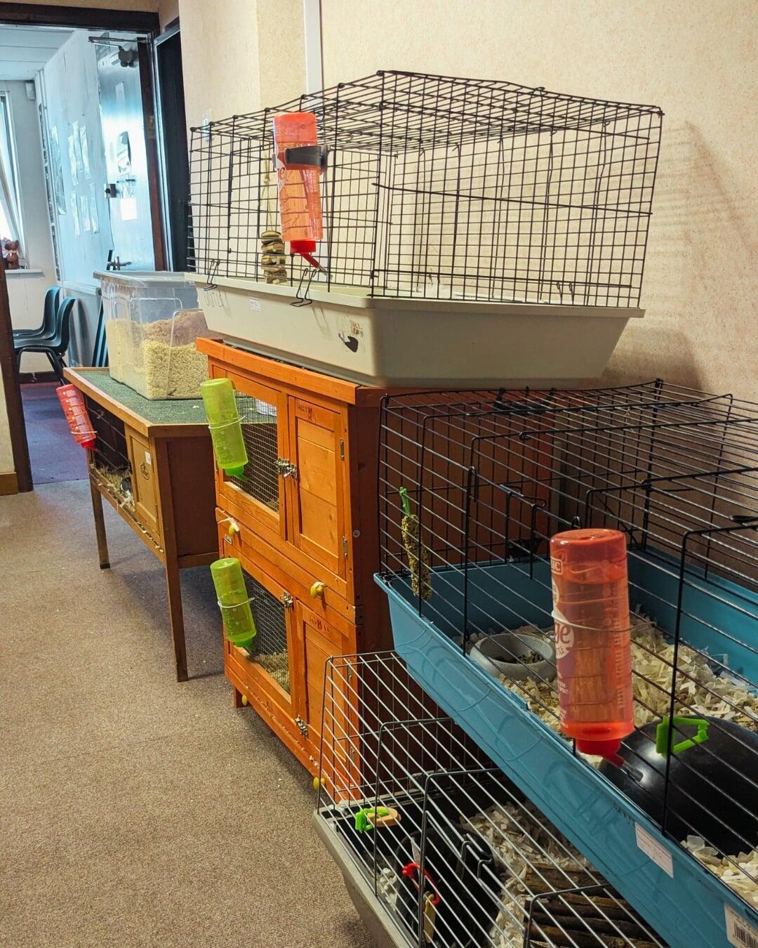 Small Animal Walkthrough