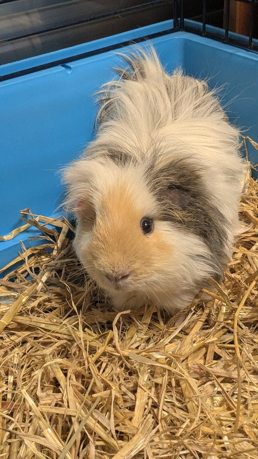 Currently Waiting To Clear Quarantine