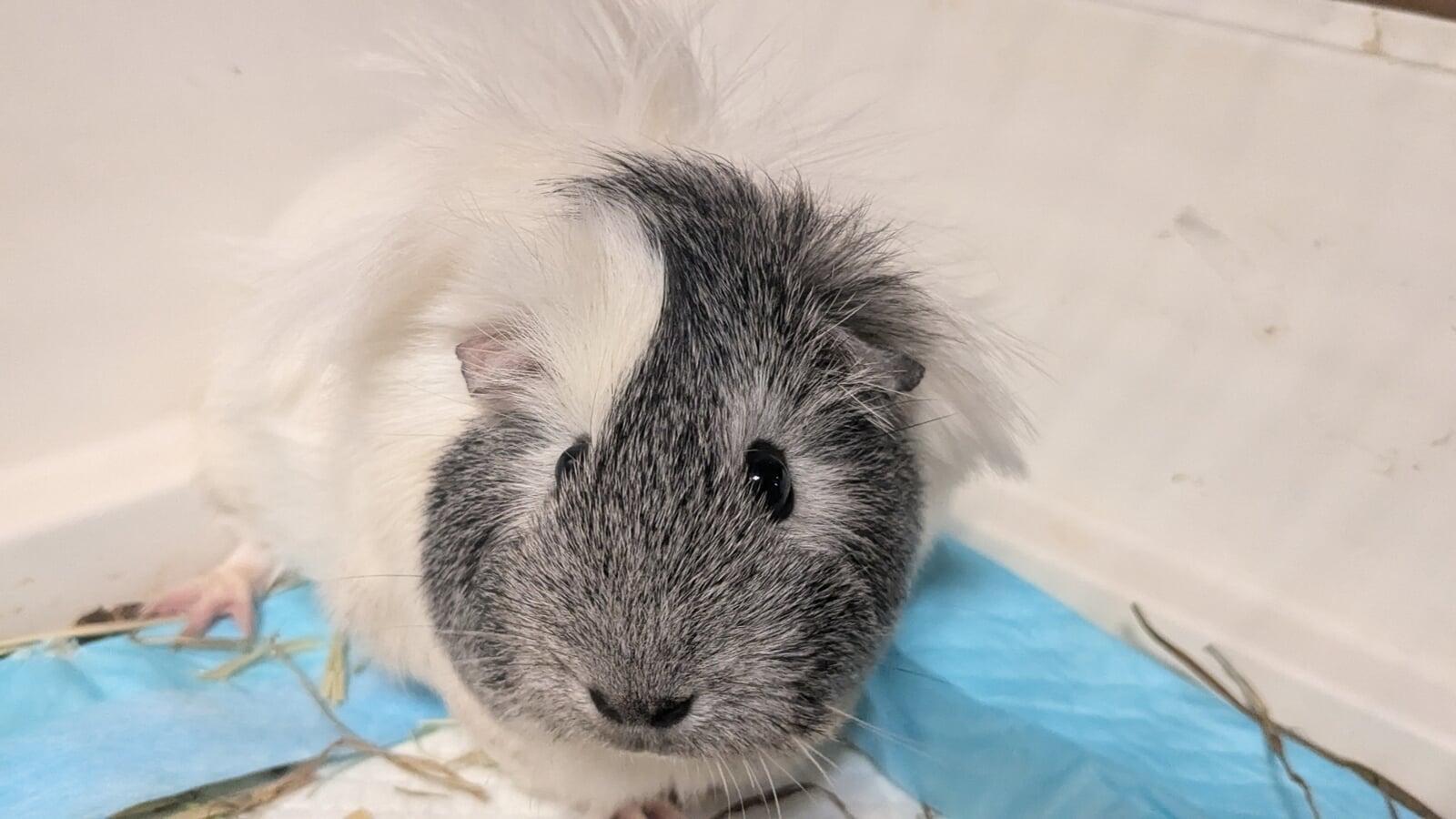 Currently Waiting To Clear Quarantine