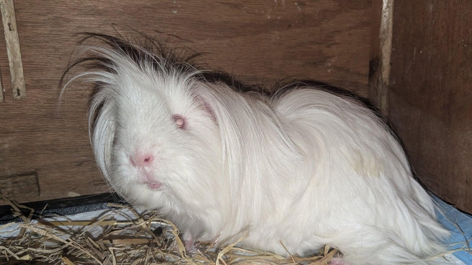 Currently Waiting To Clear Quarantine